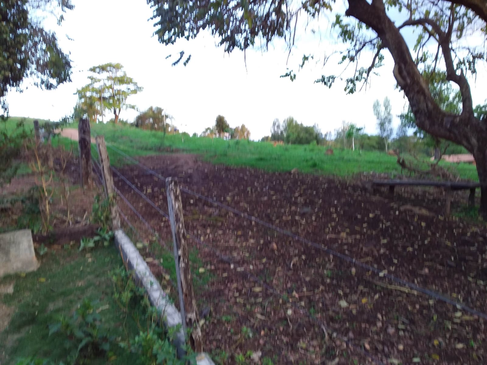 Fazenda de 25 Hectares com Escritura em Bonfinópolis - Ideal para Pecuária
