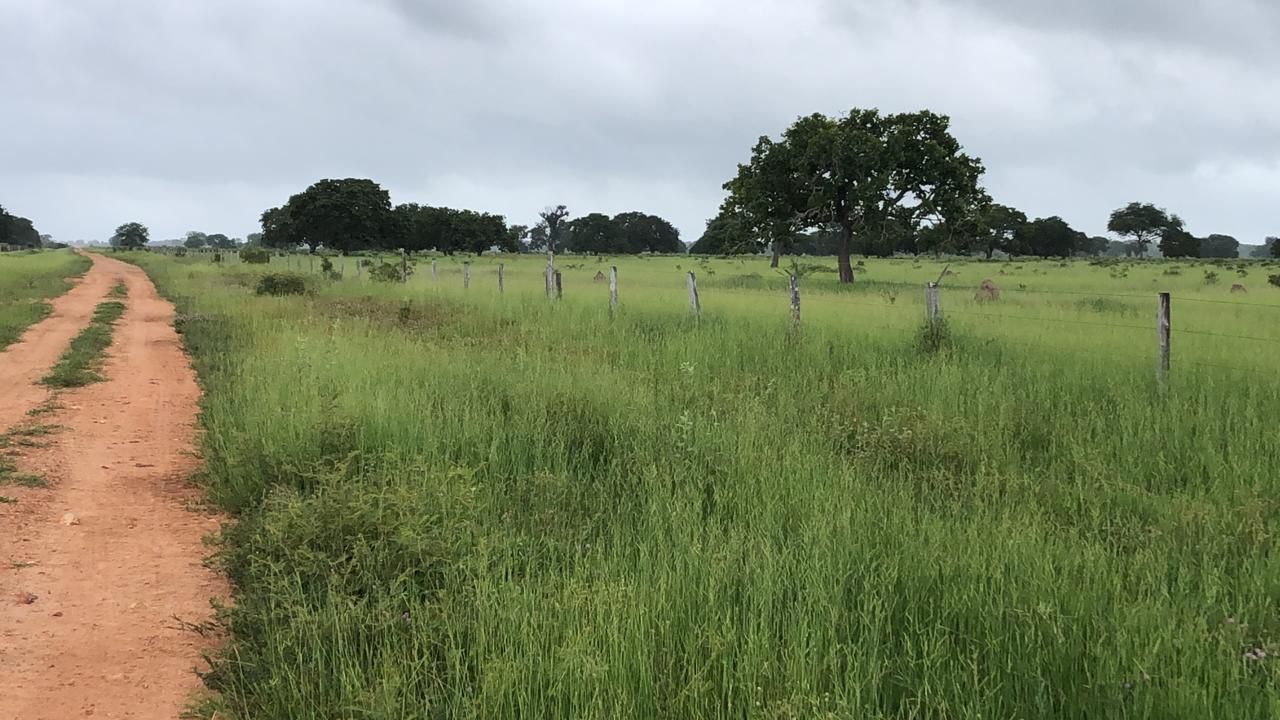 Fazenda em Ribeirão Cascalheira / MT / 11900 hectares total / Benfeitorias completas / Pista de Pouso / Rio próximo / Formada em Pastagens
