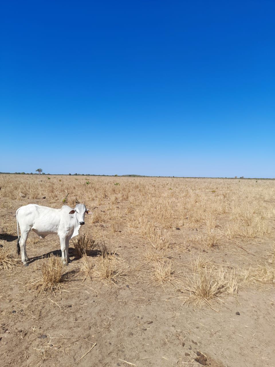 Fazenda em Ribeirão Cascalheira / MT / 11900 hectares total / Benfeitorias completas / Pista de Pouso / Rio próximo / Formada em Pastagens