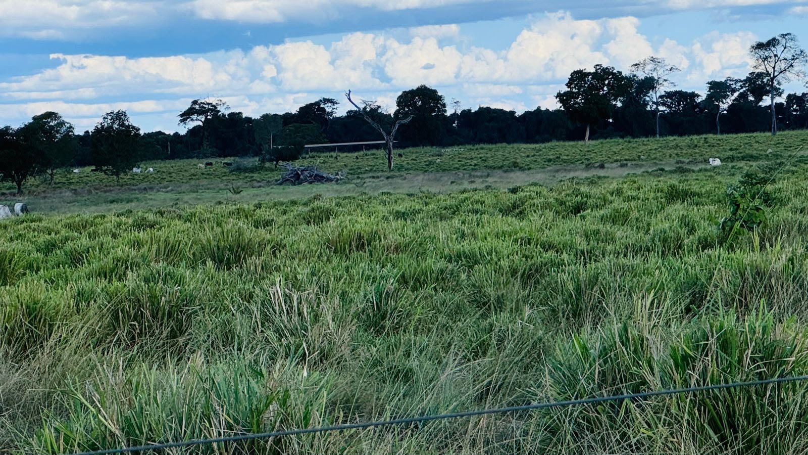 Fazenda à Venda em Aruanã, GO / Dupla Aptidão / Área Total / 13.765 hectares / Área em Pastagens 9.300 hectares / Área em Agricultura 900 hectares