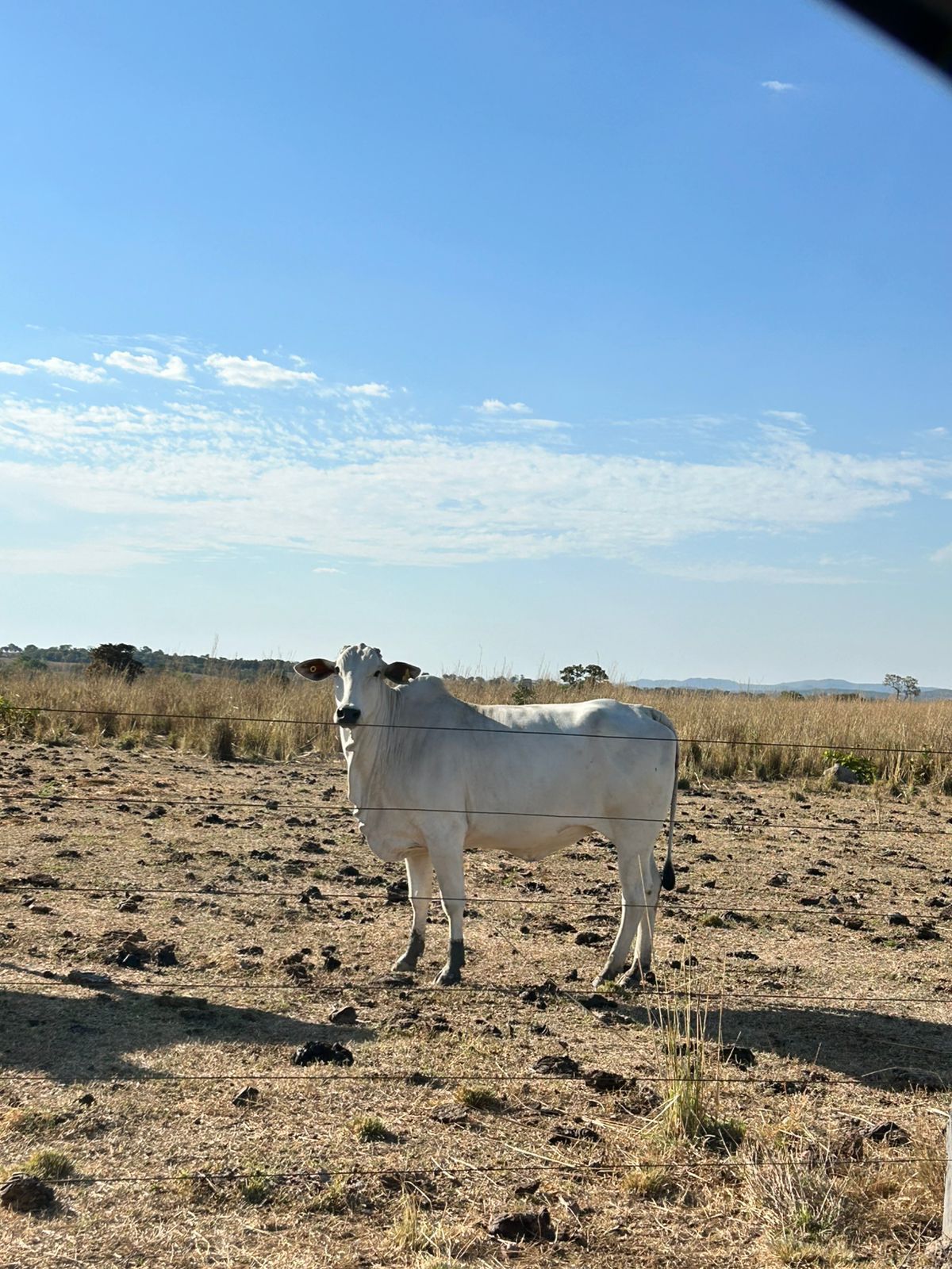 Fazenda à Venda na Região do Vale do Araguaia / 9.975 hectares de área total / 150 divisões de pasto / 1000 cabeças de gado de confinamento / Mozarlândia