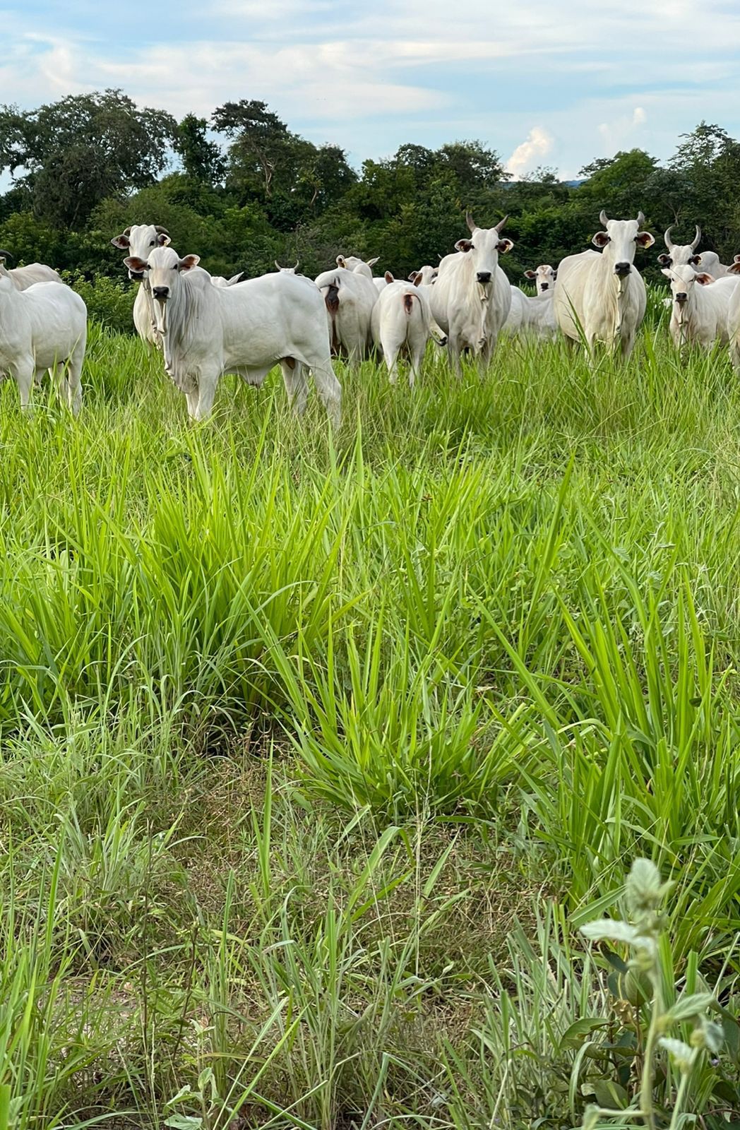 Fazenda à Venda na Região do Vale do Araguaia / 9.975 hectares de área total / 150 divisões de pasto / 1000 cabeças de gado de confinamento / Mozarlândia