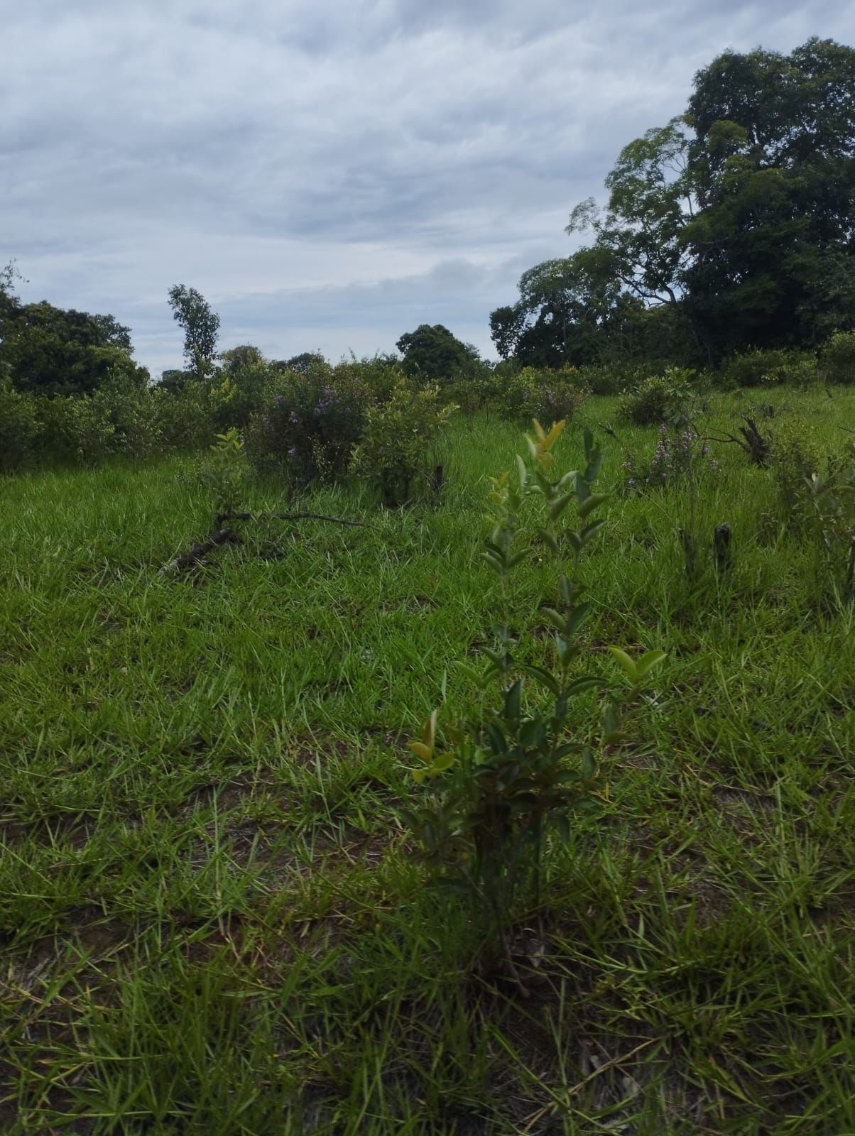 Fazenda à Venda em Nova Crixás, GO / 4080 hectares de área total / 2904 hectares de área aberta / 9 km do Rio Araguaia