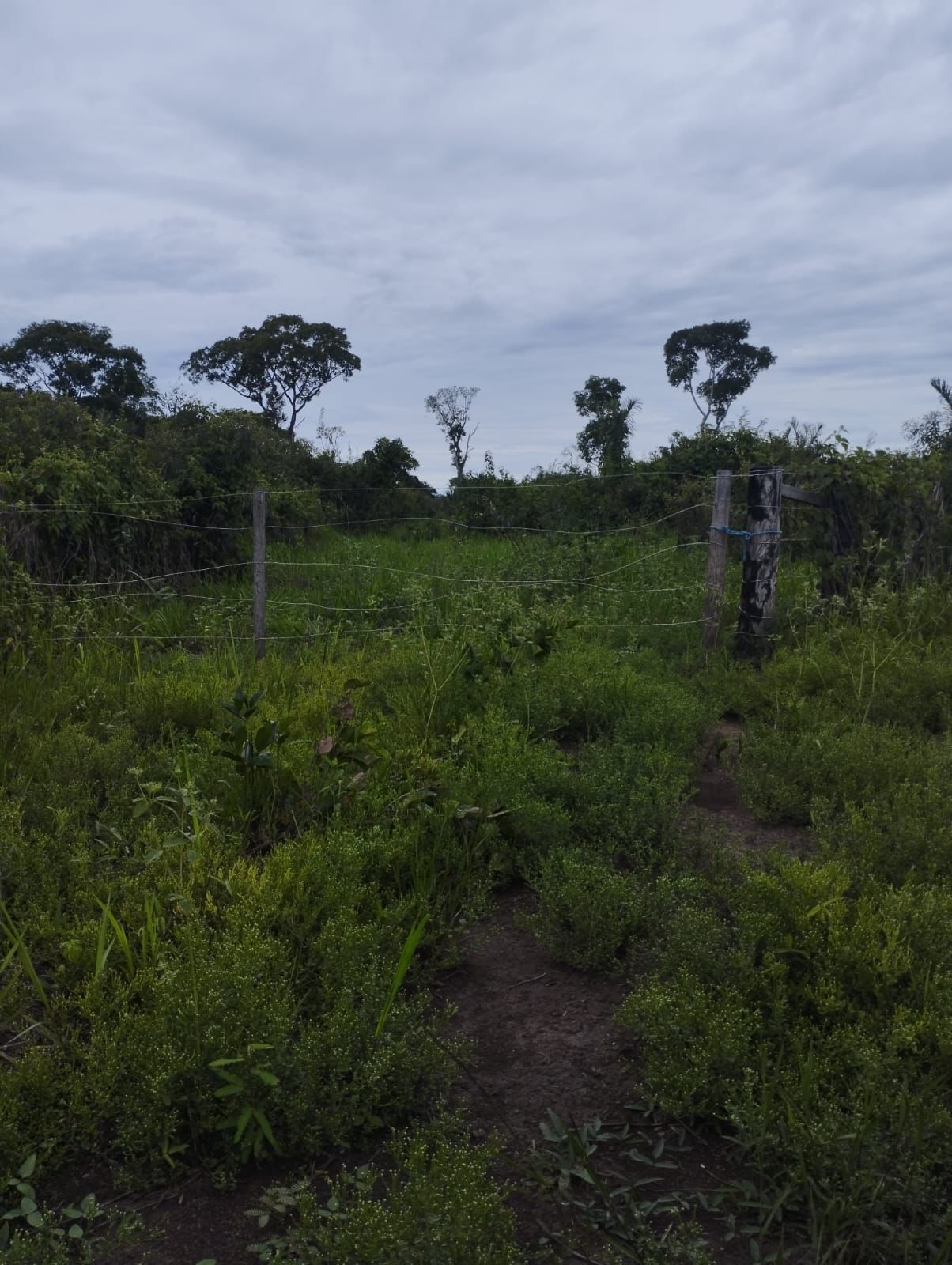 Fazenda à Venda em Nova Crixás, GO / 4080 hectares de área total / 2904 hectares de área aberta / 9 km do Rio Araguaia