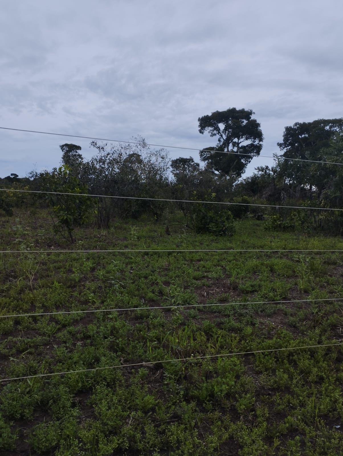 Fazenda à Venda em Nova Crixás, GO / 4080 hectares de área total / 2904 hectares de área aberta / 9 km do Rio Araguaia