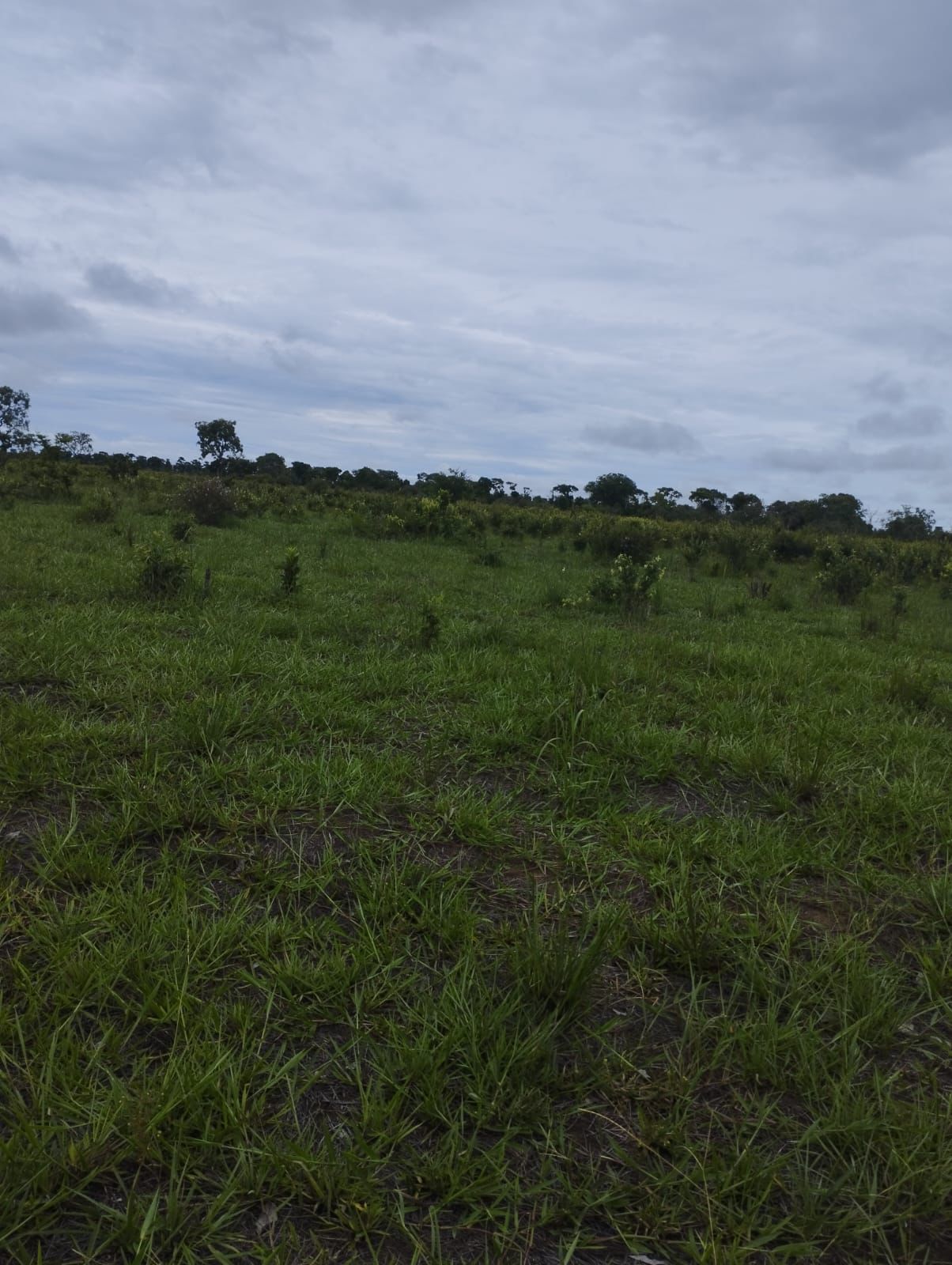 Fazenda à Venda em Nova Crixás, GO / 4080 hectares de área total / 2904 hectares de área aberta / 9 km do Rio Araguaia