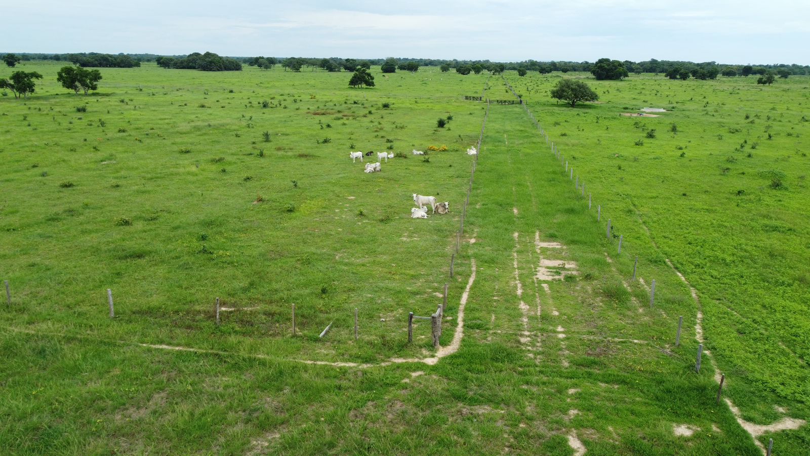 Fazenda à Venda em Araguaiana - MT / 4.158 hectares de área total / 2.900 hectares de área de pastagem / 23 divisões de pasto / curral com brete e balança / galpão de máquinas