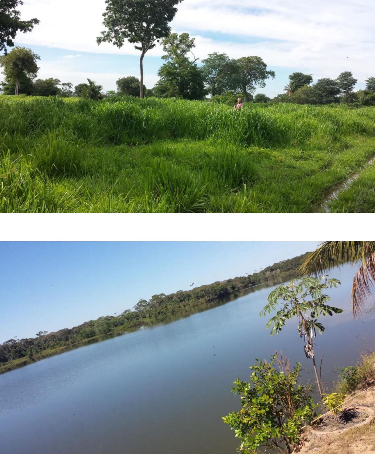 Fazenda à Venda em Cocalinho, MT / 14.360 hectares em área total / 4.200 em área de pastagem / 100 hectares de área em pastos nativos / 43 divisões de pasto / 20km do rio Araguaia