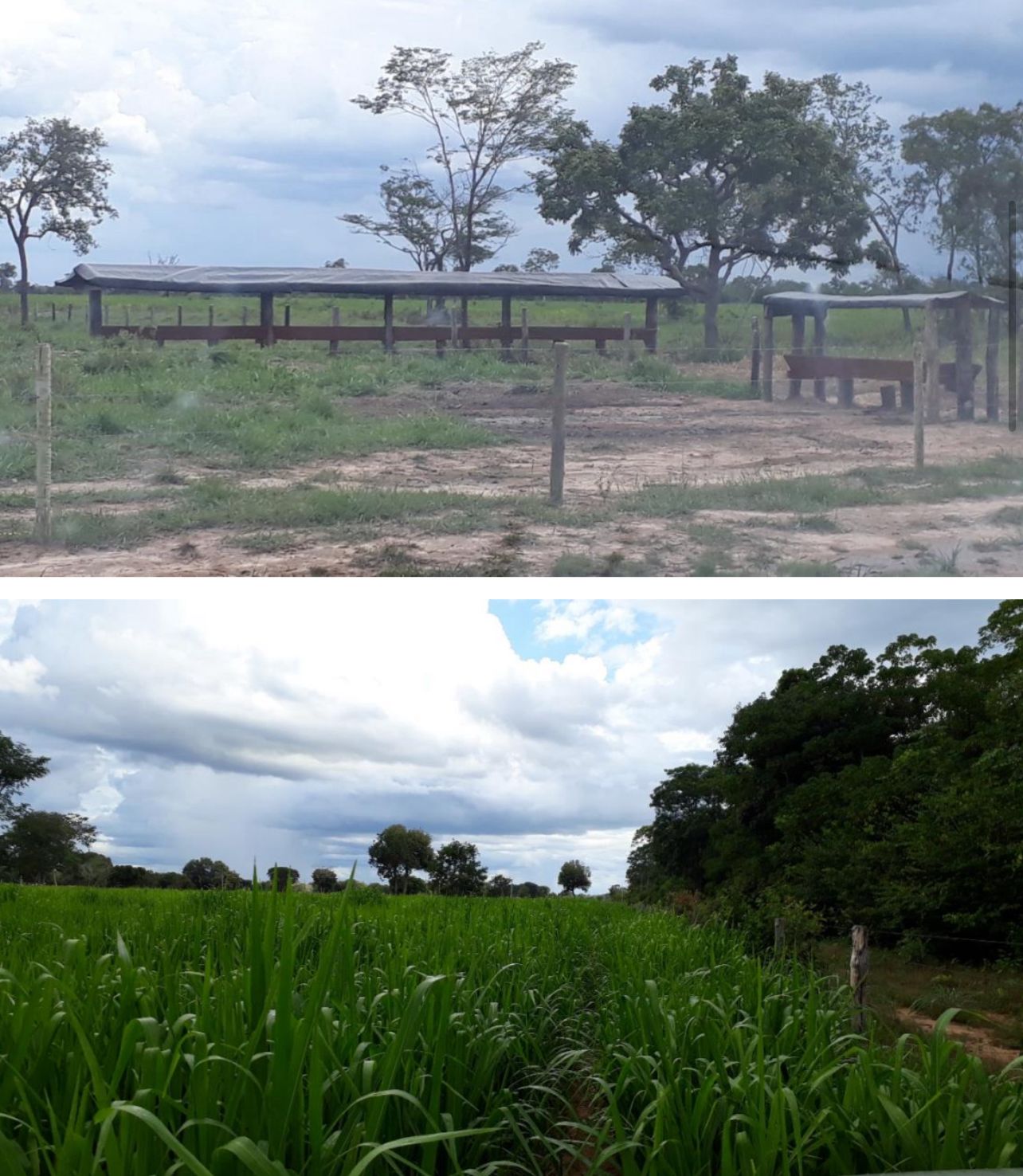 Fazenda à Venda em Cocalinho, MT / 14.360 hectares em área total / 4.200 em área de pastagem / 100 hectares de área em pastos nativos / 43 divisões de pasto / 20km do rio Araguaia