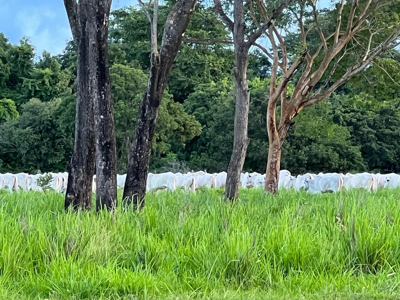 Fazenda à Venda em Aruanã, GO / dupla aptidão / 3.363 hectares de área total / 968 hectares de área em lavoura / 307km de Goiânia / Benfeitorias Completas