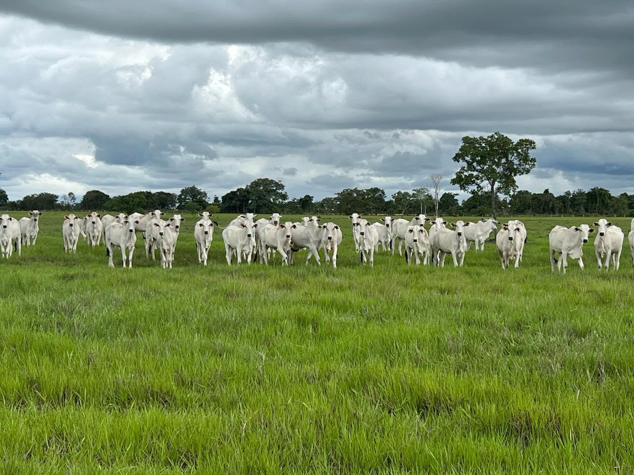 Fazenda à Venda em Aruanã, GO / dupla aptidão / 3.363 hectares de área total / 968 hectares de área em lavoura / 307km de Goiânia / Benfeitorias Completas