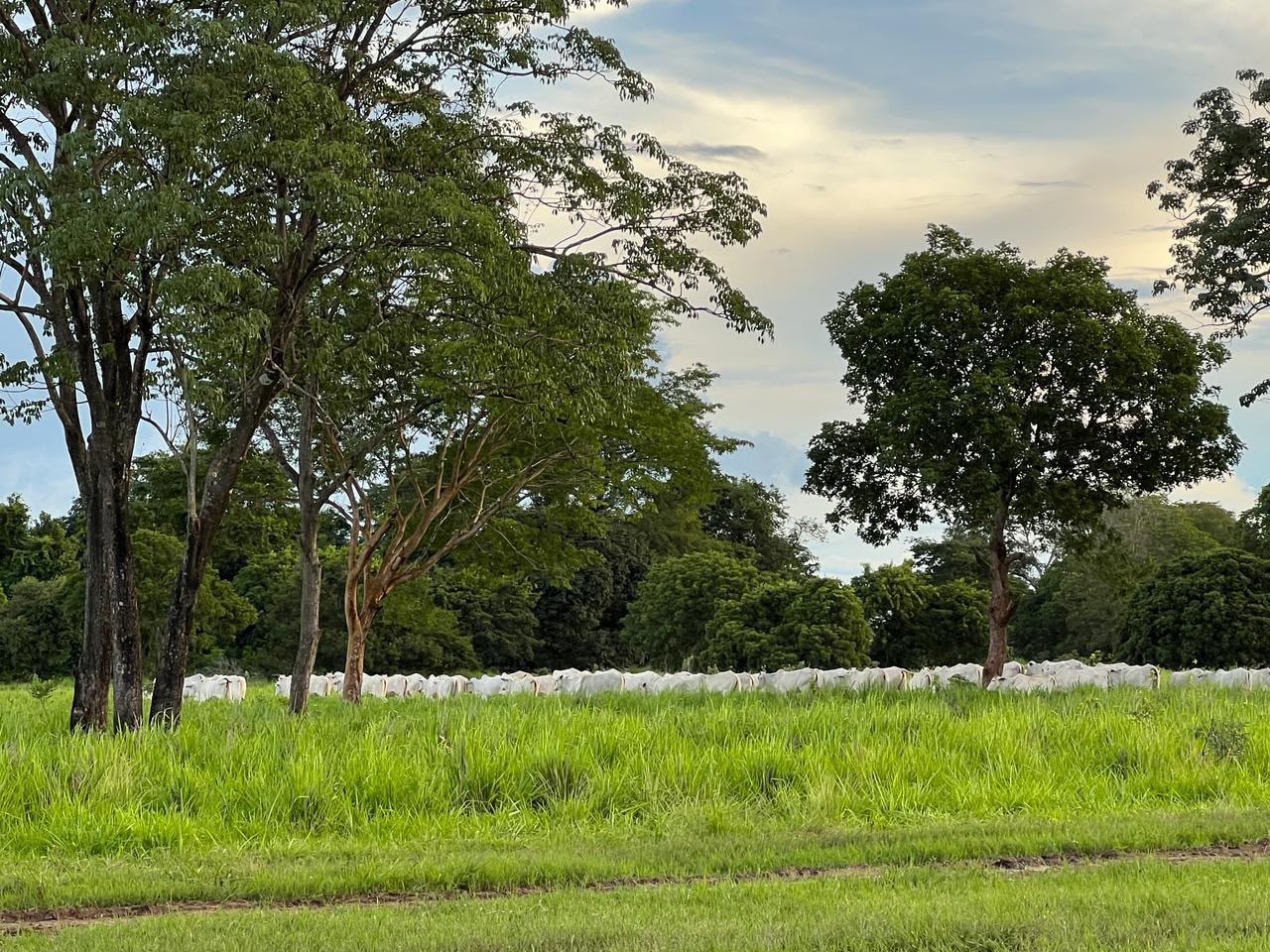 Fazenda à Venda em Santa Rita, GO / 1.573 hectares de área total / 1.200 hectares de área em lavoura / outorga liberada para irrigação / 30km de Goianésia