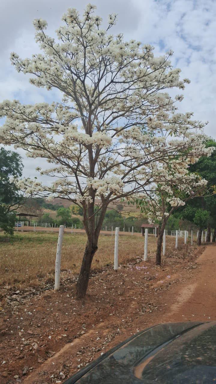 Fazenda de Alto Padrão / 18alq(GO) de Terra de cultura / São Miguel do Passa Quatro / 80km de Goiânia / 400 cabeças de gado / 850 metros de altitude / Fazenda plana / Benfeitorias Completas