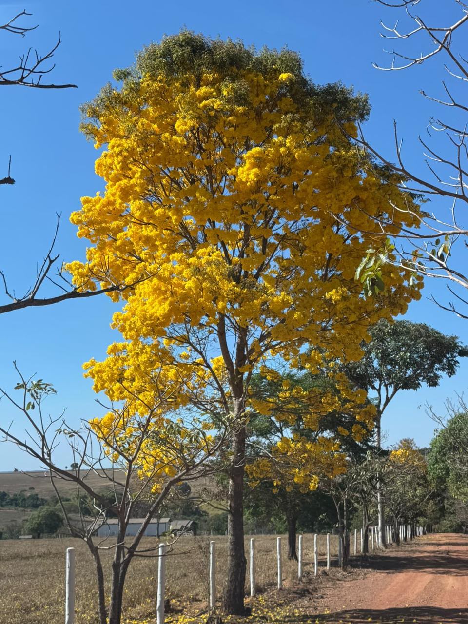 Fazenda de Alto Padrão / 18alq(GO) de Terra de cultura / São Miguel do Passa Quatro / 80km de Goiânia / 400 cabeças de gado / 850 metros de altitude / Fazenda plana / Benfeitorias Completas