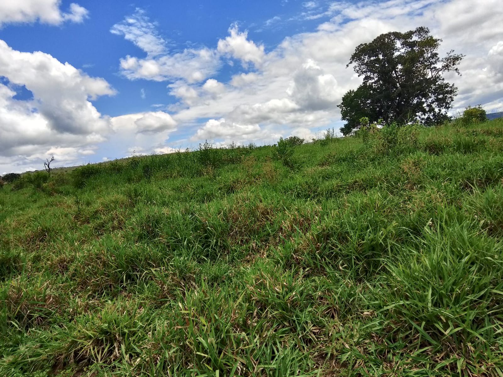 Fazenda em Tesouro, MT / 1936 hectares de área total / 1000 hectares de área em pastagem / Topografia plana e ondulada / 2 currais simples / 150km de Barra do Garças - MT
