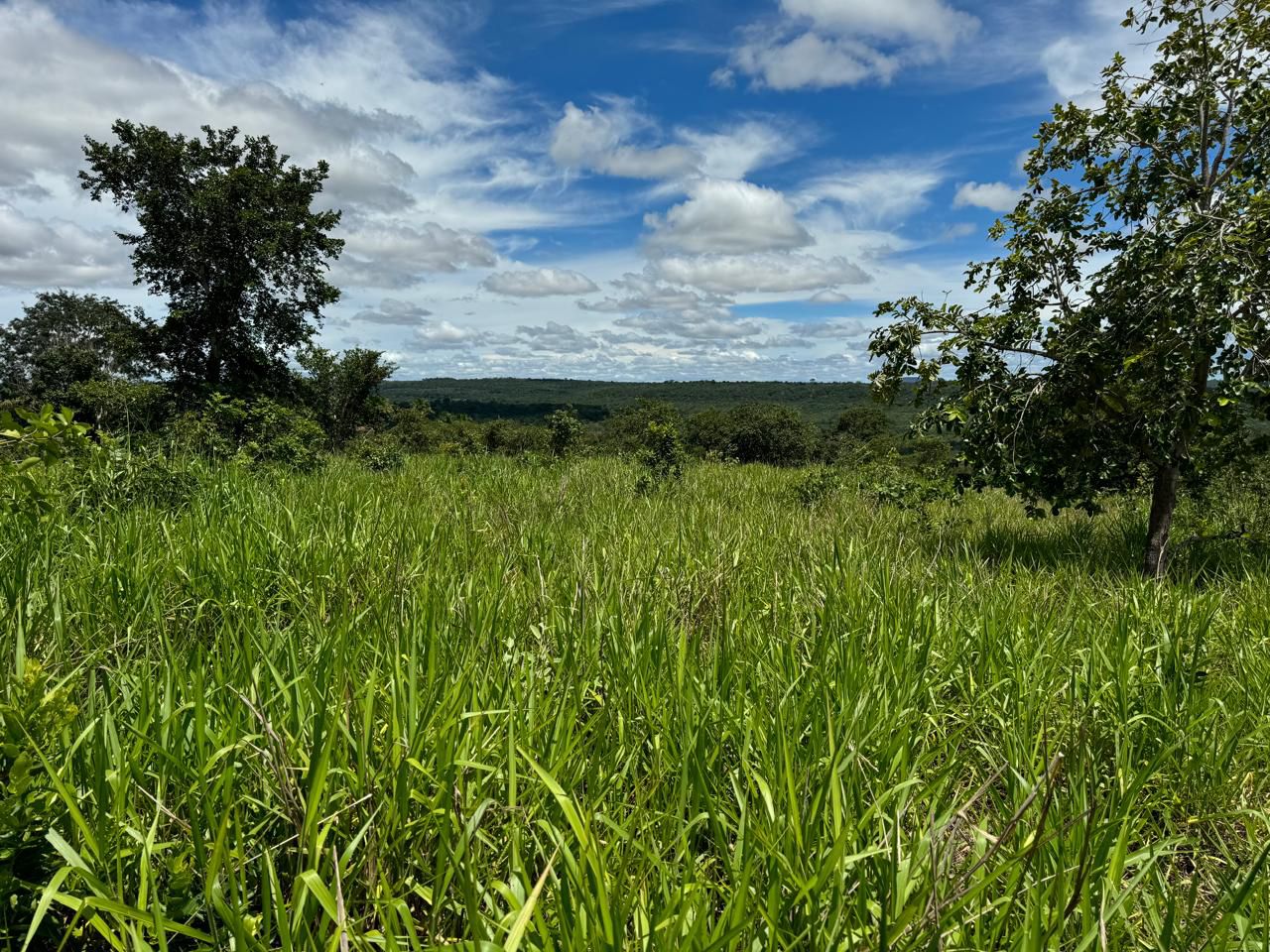 Fazenda em Tesouro, MT / 1936 hectares de área total / 1000 hectares de área em pastagem / Topografia plana e ondulada / 2 currais simples / 150km de Barra do Garças - MT
