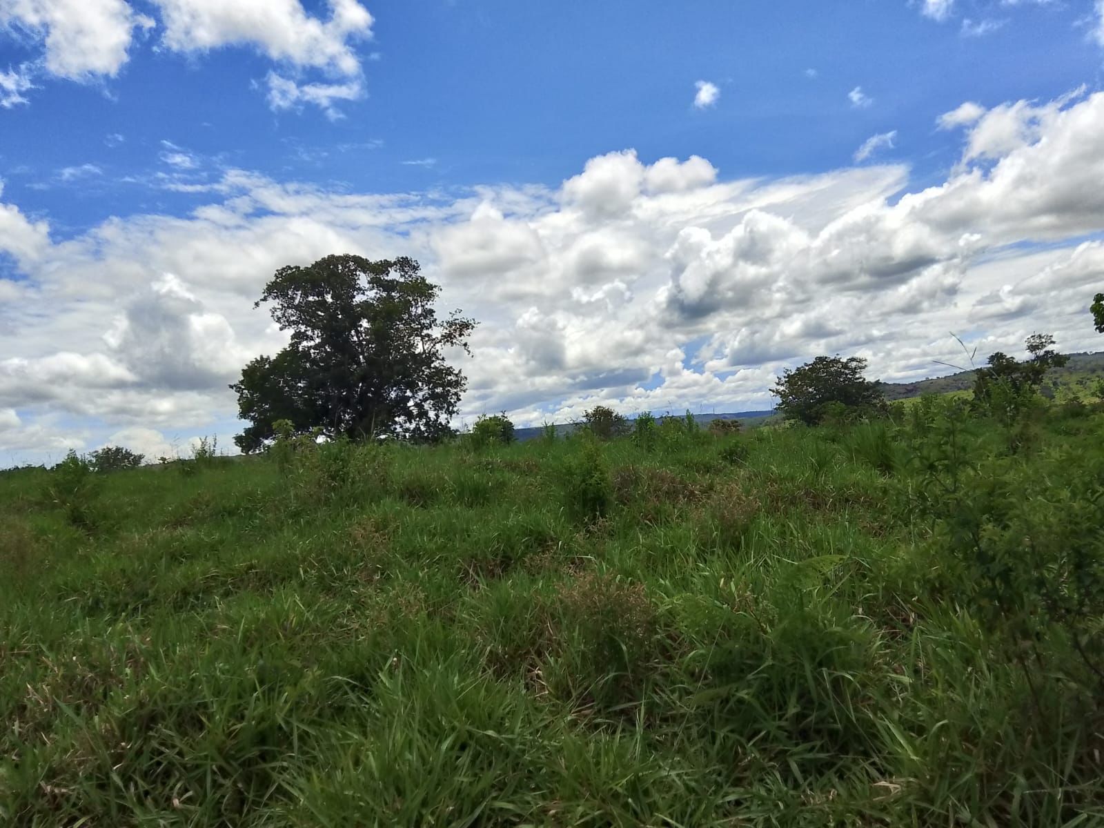 Fazenda em Tesouro, MT / 1936 hectares de área total / 1000 hectares de área em pastagem / Topografia plana e ondulada / 2 currais simples / 150km de Barra do Garças - MT
