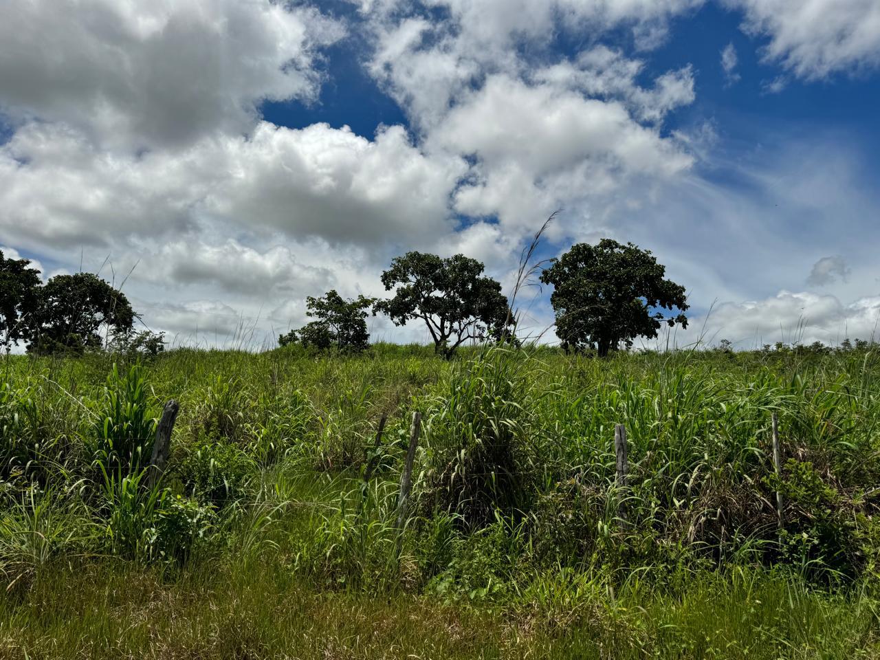 Fazenda em Tesouro, MT / 1936 hectares de área total / 1000 hectares de área em pastagem / Topografia plana e ondulada / 2 currais simples / 150km de Barra do Garças - MT